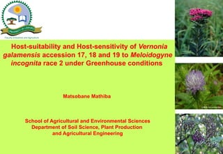 F LIMPOPO
   UN         YO
     I V ERSIT

Faculty of Science and Agriculture



  Host-suitability and Host-sensitivity of Vernonia
galamensis accession 17, 18 and 19 to Meloidogyne
  incognita race 2 under Greenhouse conditions



                                     Matsobane Mathiba



                    School of Agricultural and Environmental Sciences
                      Department of Soil Science, Plant Production
                               and Agricultural Engineering
 