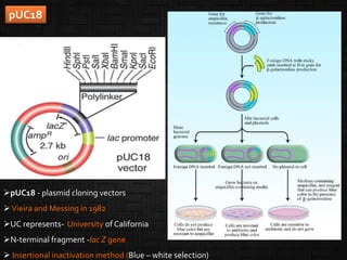 pUC18 - plasmid cloning vectors
Vieira and Messing in 1982
UC represents- University of California
N-terminal fragment -lac Z gene
 Insertional inactivation method (Blue – white selection)
pUC18
 