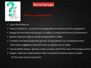 What are bacteriophages?
Bacteriophages
 1940s Max Delbruck
 ‘eaters of bacteria’ - viruses that are dependent on bacteria for their propagation.
 phages fall into three main groups: (1) tailless, (2) head with tail and (3) filamentous
 genetic material-single or double-stranded DNA or RNA
 In tailless and tailed phages the genome encapsulated in an icosahedral protein
shell called a capsid (sometimes known as a phage coat or head).
 Typical dsDNA phages- genome makes up about 50% of the mass of the phage particle
 phages -relatively simple systems when compared to bacteria-used as models
for the study of gene expression
 