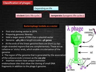 temperate (lysogenic life cycles )
Classification of phages
Depending on life
cycle
virulent (lytic life cycle )
Bacteriophage lambda as a vector
 First viral cloning vector in 1974.
 Preparing genomic libraries
 Hold a larger piece of DNA than a plasmid vector
 Genome - 48.5 kb in length encodes 46 genes
 At the ends of the linear genome there are short (12 bp)
single-stranded regions that are complementary.These act as
cohesive or ‘sticky’ ends, which enable circularization of the
genome
 The region of the genome that is generated by the association
of the cohesive ends is known as the cos site
 Insertion vectors have unique restriction
endonuclease sites that allow the cloning of small DNA
fragments in addition to the phage λ genome.
 