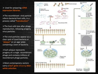 Used for preparing cDNA
expression libraries.
The recombinant viral particle
infects bacterial host cells, in a
process called “transduction”
The host cells lyse after phage
reproduction, releasing progeny
virus particles.
The viral particles appear as a
clear spot of lysed bacteria or
“plaque” on an agar plate
containing a lawn of bacteria.
Each plaque represents
progeny of a single recombinant
phage and contains millions of
recombinant phage particles.
Most contemporary vectors
carry a lacZ′ gene allowing blue-
white selection.
 