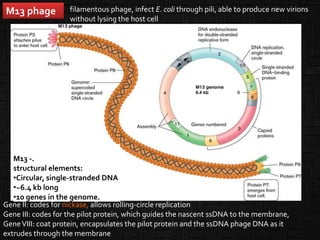 M13 phage
M13 -.
structural elements:
•Circular, single-stranded DNA
•~6.4 kb long
•10 genes in the genome.
filamentous phage, infect E. coli through pili, able to produce new virions
without lysing the host cell
Gene II: codes for nickase, allows rolling-circle replication
Gene III: codes for the pilot protein, which guides the nascent ssDNA to the membrane,
GeneVIII: coat protein, encapsulates the pilot protein and the ssDNA phage DNA as it
extrudes through the membrane
 