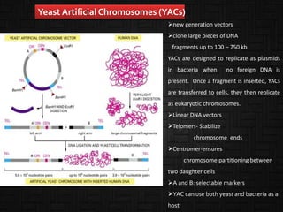 new generation vectors
clone large pieces of DNA
fragments up to 100 – 750 kb
YACs are designed to replicate as plasmids
in bacteria when no foreign DNA is
present. Once a fragment is inserted, YACs
are transferred to cells, they then replicate
as eukaryotic chromosomes.
Linear DNA vectors
Telomers- Stabilize
chromosome ends
Centromer-ensures
chromosome partitioning between
two daughter cells
A and B: selectable markers
YAC can use both yeast and bacteria as a
host
Yeast Artificial Chromosomes (YACs)
 