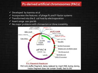 P1-derived artificial chromosomes (PACs)
 Developed by Ioannou et al
 Incorporates the features of phage P1 and F-factor systems
 Transformed into the E. coli host by electroporation
 Insert range 100-300 kb
 No major problems with chimaerism or clone instability
 