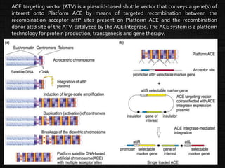ACE targeting vector (ATV) is a plasmid-based shuttle vector that conveys a gene(s) of
interest onto Platform ACE by means of targeted recombination between the
recombination acceptor attP sites present on Platform ACE and the recombination
donor attB site of the ATV, catalyzed by the ACE Integrase. The ACE system is a platform
technology for protein production, transgenesis and gene therapy.
 
