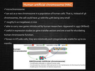 microchromosome
can act as a new chromosome in a population of human cells.That is, instead of 46
chromosomes, the cell could have 47 with the 47th being very small
 roughly 6-10 megabases in size
able to carry new genes introduced by human researchers. Appeared in 1997 (Willard)
useful in expression studies as gene transfer vectors and are a tool for elucidating
human chromosome function.
Grown in HT1080 cells, they are mitotically and cytogenetically stable for up to six
months
Human artificial chromosome (HAC)
 