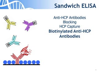 12
Sandwich ELISA
Anti-HCP Antibodies
Blocking
HCP Capture
Biotinylated Anti-HCP
Antibodies
 