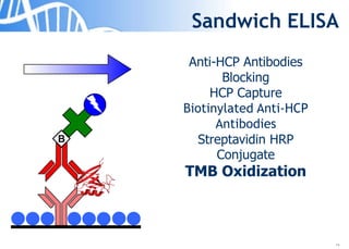 14
Sandwich ELISA
Anti-HCP Antibodies
Blocking
HCP Capture
Biotinylated Anti-HCP
Antibodies
Streptavidin HRP
Conjugate
TMB Oxidization
B
 
