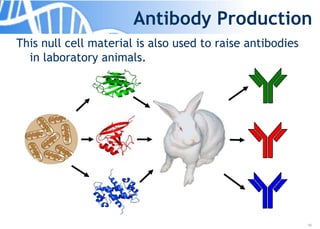 16
Antibody Production
This null cell material is also used to raise antibodies
in laboratory animals.
 