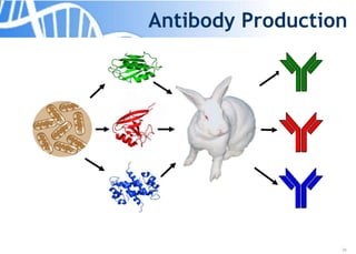 24
Antibody Production
 