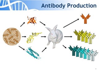 26
Antibody Production
 