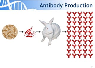 27
Antibody Production
 
