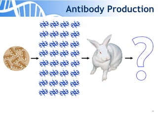 28
Antibody Production
 