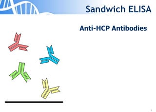 9
Sandwich ELISA
Anti-HCP Antibodies
 