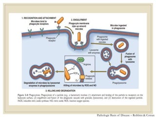 Pathologic Basis of Disease – Robbins & Cotran
 