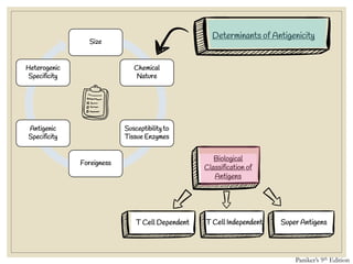 Size
Chemical
Nature
Susceptibility to
Tissue Enzymes
Foreigness
Antigenic
Specificity
Heterogenic
Specificity
Determinants of Antigenicity
Biological
Classification of
Antigens
T Cell Dependent T Cell Independent Super Antigens
Paniker’s 9th Edition
 