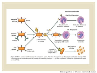 Pathologic Basis of Disease – Robbins & Cotran
 