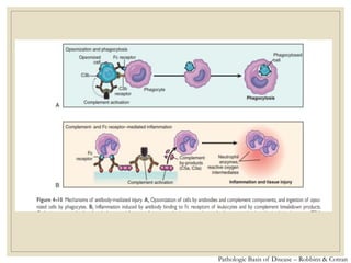 Pathologic Basis of Disease – Robbins & Cotran
 