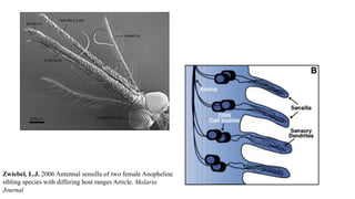 Zwiebel, L.J. 2006 Antennal sensilla of two female Anopheline
sibling species with differing host ranges Article. Malaria
Journal
 