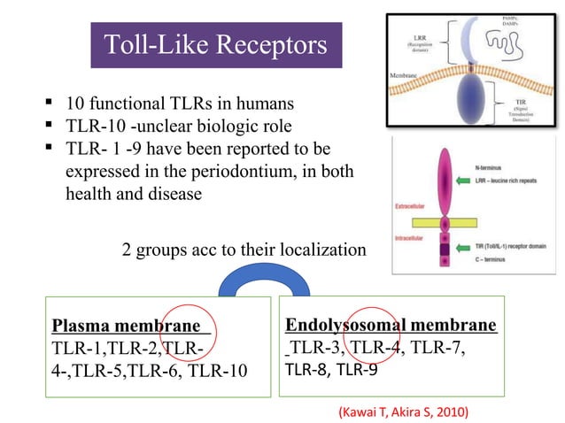 host microbial interaction and toll like receptors | PPT