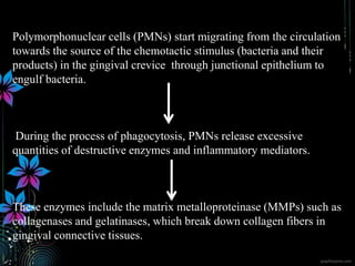 Polymorphonuclear cells (PMNs) start migrating from the circulation
towards the source of the chemotactic stimulus (bacteria and their
products) in the gingival crevice through junctional epithelium to
engulf bacteria.
During the process of phagocytosis, PMNs release excessive
quantities of destructive enzymes and inflammatory mediators.
These enzymes include the matrix metalloproteinase (MMPs) such as
collagenases and gelatinases, which break down collagen fibers in
gingival connective tissues.
 