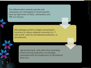 The inflammation extends apically and
osteoclasts are stimulated to resorb alveolar
bone by high levels of PGE2, interleukins and
TNF-α in tissues.
Macrophages perform antigen presentation
functions to induce adaptive immunity (i.e. T-
cells and B- cells) for periodontal protection, in
periodontitis.
IgG producing B- cells other than providing
initial immune protection, are strongly
associated with the progression of periodontal
bone loss.
 
