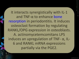 It interacts synergistically with IL-1
and TNF-α to enhance bone
resorption in periodontitis. It induces
osteoclast formation by regulating
RANKL/OPG expression in osteoblasts.
A. actinomycetemcomitans LPS
induces an upregulation of TNF- α, IL-
6 and RANKL mRNA expressions
partially via the PGE2.
 