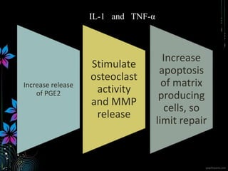 Increase release
of PGE2
Stimulate
osteoclast
activity
and MMP
release
Increase
apoptosis
of matrix
producing
cells, so
limit repair
IL-1 and TNF-α
 