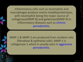 Inflammatory cells such as neutrophils and
macrophages produce matrix metalloproteinases,
with neutrophils being the major source of
collagenase(MMP-8) and gelatinase(MMP-9) in
inflammatory diseases such as chronic
periodontitis.
MMP-1 & MMP-2 are produced from resident cells
(fibroblast & epithelial cells). MMP-1 is
collagenase-1 which is usually seen in aggressive
periodontitis.
 
