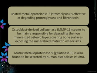 Matrix metalloproteinase-3 (stromelysin) is effective
at degrading proteoglycans and fibronectin.
Osteoblast-derived collagenase (MMP-13) seems to
be mainly responsible for degrading the non
mineralized osteoid layer covering bone surfaces,
exposing the mineralized matrix to osteoclasts.
Matrix metalloproteinase-9 (gelatinase-B) is also
found to be secreted by human osteoclasts in vitro.
 