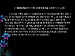 Macrophage colony stimulating factor (M-CSF)
It is one of the earliest signaling molecules identified to play a
role in osteoclast development and activation. M-CSF is produced
mainly by osteoblasts, bone marrow stromal cells, activated T-
cells and blood vessel endothelium and binds to a receptor on pre-
osteoclasts known as cFMS, a member of the tyrosine kinase
receptor superfamily. The binding of M-CSF to cFMS results in
the activation of several transcription factors, which ultimately
results in the initiation of osteoclastogenesis.
 