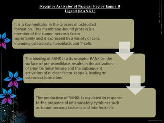 It is a key mediator in the process of osteoclast
formation. This membrane-bound protein is a
member of the tumor necrosis factor
superfamily and is expressed by a variety of cells,
including osteoblasts, fibroblasts and T-cells.
The binding of RANKL to its receptor RANK on the
surface of pre-osteoblasts results in the activation
of c-jun terminal kinase and the subsequent
activation of nuclear factor-kappaB, leading to
osteoclast formation.
The production of RANKL is regulated in response
to the presence of inflammatory cytokines such
as tumor necrosis factor-α and interleukin-1.
Receptor Activator of Nuclear Factor kappa B
Ligand (RANKL)
 