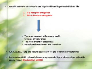 1. IL-1 Receptor antagonist
2. TNF-α Receptor antagonist
• Catabolic activities of cytokines are regulated by endogenous inhibitors like
× The progression of inflammatory cells
towards alveolar crest
× The recruitment of osteoclasts
× Periodontal attachment and bone loss
• IL4, IL10,IL11, TGFβ are natural counteract for pro inflammatory cytokines
• Recombinant IL11 reduced disease progression in ligature induced periodontitis
canine model (Martscelli et al2000)
50
 