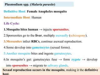 Definitive Host: Female Anopheles mosquito
Intermediate Host: Human
Life Cycle:
1.Mosquito bites human → injects sporozoites.
2.Sporozoites go to the liver, multiply asexually (schizogony).
3.Merozoites infect RBCs, continue asexual reproduction.
4.Some develop into gametocytes (sexual forms).
5.Another mosquito bites and ingests gametocytes.
6.In mosquito’s gut: gametocytes fuse → form zygote → develop
into sporozoites → migrate to salivary glands.
Plasmodium spp. (Malaria parasite)
Sexual reproduction occurs in the mosquito, making it the definitive
host.
 