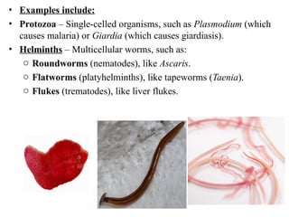 • Examples include:
• Protozoa – Single-celled organisms, such as Plasmodium (which
causes malaria) or Giardia (which causes giardiasis).
• Helminths – Multicellular worms, such as:
o Roundworms (nematodes), like Ascaris.
o Flatworms (platyhelminths), like tapeworms (Taenia).
o Flukes (trematodes), like liver flukes.
 