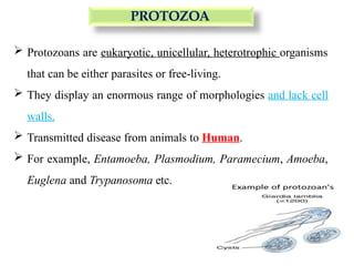 PROTOZOA
 Protozoans are eukaryotic, unicellular, heterotrophic organisms
that can be either parasites or free-living.
 They display an enormous range of morphologies and lack cell
walls.
 Transmitted disease from animals to Human.
 For example, Entamoeba, Plasmodium, Paramecium, Amoeba,
Euglena and Trypanosoma etc.
 