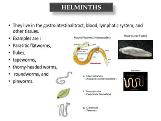 HELMINTHS
 