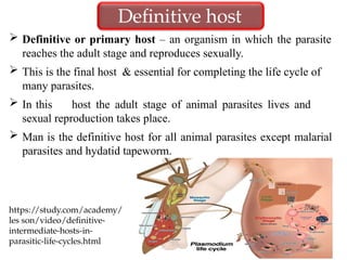  Definitive or primary host – an organism in which the parasite
reaches the adult stage and reproduces sexually.
 This is the final host & essential for completing the life cycle of
many parasites.
 In this host the adult stage of animal parasites lives and
sexual reproduction takes place.
 Man is the definitive host for all animal parasites except malarial
parasites and hydatid tapeworm.
Definitive host
https://study.com/academy/
les son/video/definitive-
intermediate-hosts-in-
parasitic-life-cycles.html
 