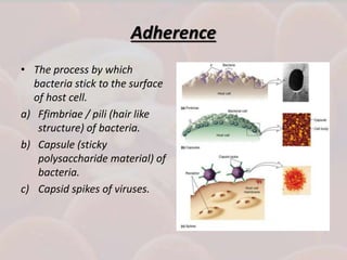 Adherence
• The process by which
bacteria stick to the surface
of host cell.
a) Ffimbriae / pili (hair like
structure) of bacteria.
b) Capsule (sticky
polysaccharide material) of
bacteria.
c) Capsid spikes of viruses.
 