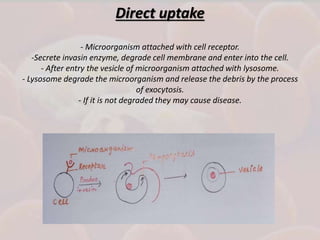 Direct uptake
- Microorganism attached with cell receptor.
-Secrete invasin enzyme, degrade cell membrane and enter into the cell.
- After entry the vesicle of microorganism attached with lysosome.
- Lysosome degrade the microorganism and release the debris by the process
of exocytosis.
- If it is not degraded they may cause disease.
 