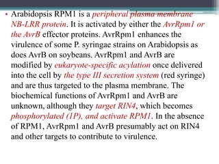 • Arabidopsis RPM1 is a peripheral plasma membrane
NB-LRR protein. It is activated by either the AvrRpm1 or
the AvrB effector proteins. AvrRpm1 enhances the
virulence of some P. syringae strains on Arabidopsis as
does AvrB on soybeans. AvrRpm1 and AvrB are
modified by eukaryote-specific acylation once delivered
into the cell by the type III secretion system (red syringe)
and are thus targeted to the plasma membrane. The
biochemical functions of AvrRpm1 and AvrB are
unknown, although they target RIN4, which becomes
phosphorylated (1P), and activate RPM1. In the absence
of RPM1, AvrRpm1 and AvrB presumably act on RIN4
and other targets to contribute to virulence.
 