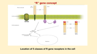“R” gene concept
Location of 5 classes of R gene receptors in the cell
 