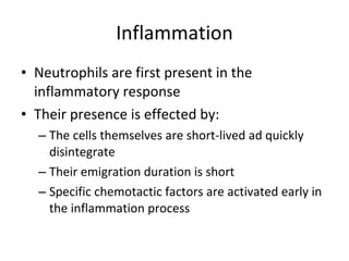 Inflammation Neutrophils are first present in the inflammatory response Their presence is effected by: The cells themselves are short-lived ad quickly disintegrate Their emigration duration is short Specific chemotactic factors are activated early in the inflammation process 