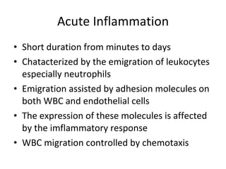 Acute Inflammation Short duration from minutes to days Chatacterized by the emigration of leukocytes especially neutrophils Emigration assisted by adhesion molecules on both WBC and endothelial cells The expression of these molecules is affected by the imflammatory response WBC migration controlled by chemotaxis 