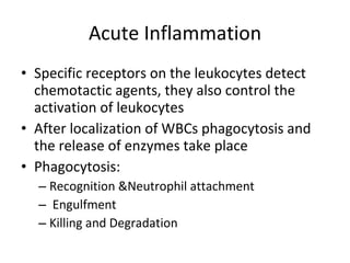 Acute Inflammation Specific receptors on the leukocytes detect chemotactic agents, they also control the activation of leukocytes After localization of WBCs phagocytosis and the release of enzymes take place Phagocytosis: Recognition &Neutrophil attachment Engulfment Killing and Degradation 