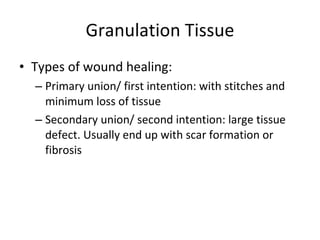 Granulation Tissue Types of wound healing: Primary union/ first intention: with stitches and minimum loss of tissue Secondary union/ second intention: large tissue defect. Usually end up with scar formation or fibrosis 