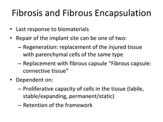 Fibrosis and Fibrous Encapsulation Last response to biomaterials Repair of the implant site can be one of two: Regeneration: replacement of the injured tissue with parenchymal cells of the same type Replacement with fibrous capsule “Fibrous capsule: connective tissue” Dependent on: Proliferative capacity of cells in the tissue (labile, stable/expanding, permanent/static) Retention of the framework  