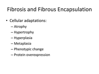 Fibrosis and Fibrous Encapsulation Cellular adaptations: Atrophy Hypertrophy Hyperplasia Metaplasia Phenotypic change Protein overexpression 
