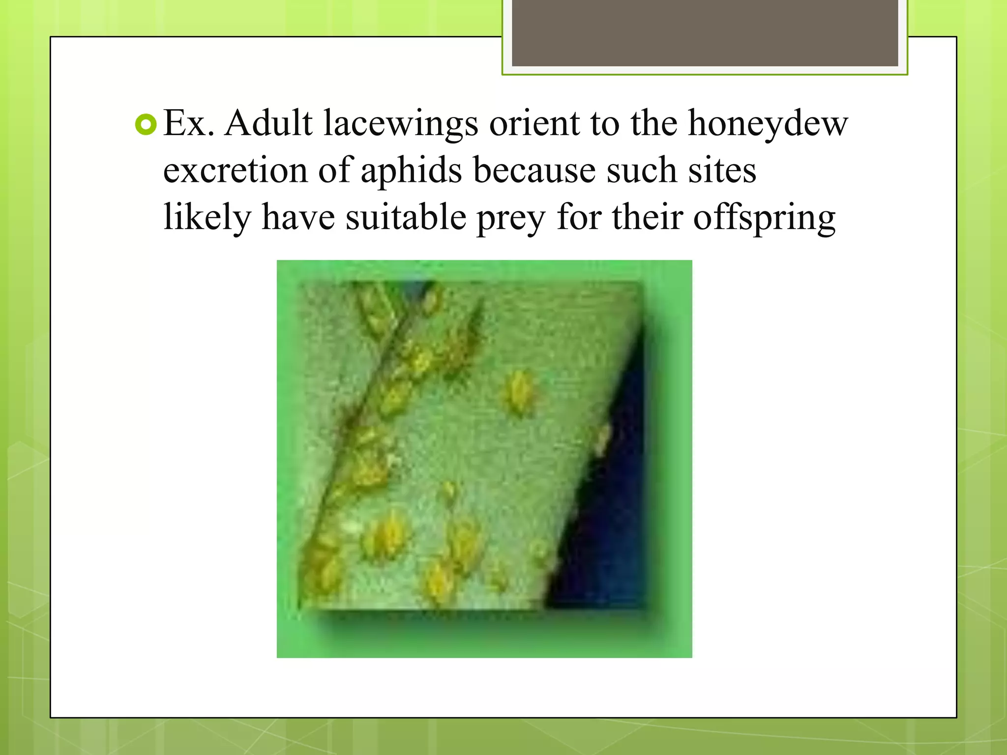  Ex. Adultlacewings orient to the honeydew
 excretion of aphids because such sites
 likely have suitable prey for their offspring
 