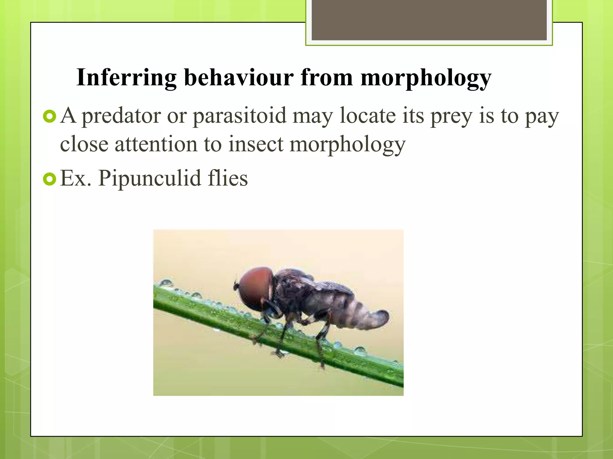 Inferring behaviour from morphology
 A predator  or parasitoid may locate its prey is to pay
  close attention to insect morphology
 Ex. Pipunculid flies
 